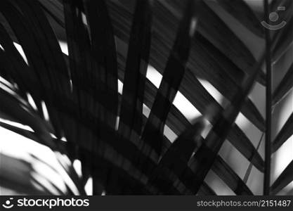 Black and white Palm leaf. Tropical plants. Nature light and shadow background.