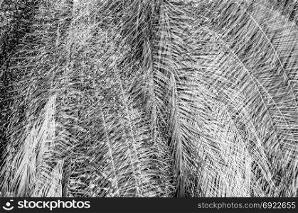 Black and white palm tree leaf pattern