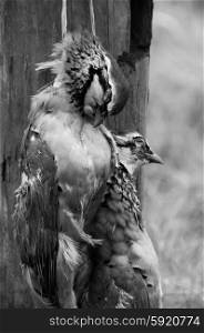 Black and white partridge brace hanging on a fence post