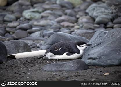 Black and white penguin is resting between rocks on stony ground