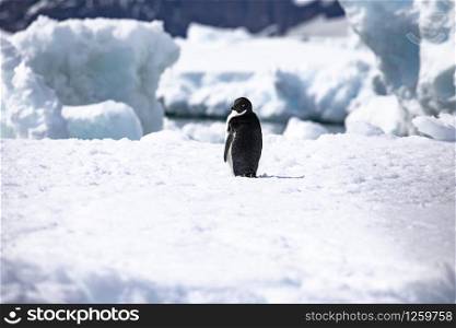 Black and white penguin stands lonely on floating iceberg in Antarctica