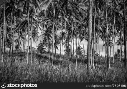 Black and white photo of a palm trees plantation, many beautiful tropical trees, exotic farm on Sri Lanka, tropical island