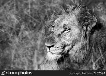 Black and white photo of a wild African lion, game drive wildlife safari, wild animal portrait, eco travel and tourism, nature of South Africa