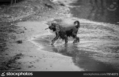 Black and white photo of active spaniel carrying stick on sand beach