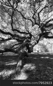 Black and white photo of Angel Oak Tree, Charleston, South Carolina, USA