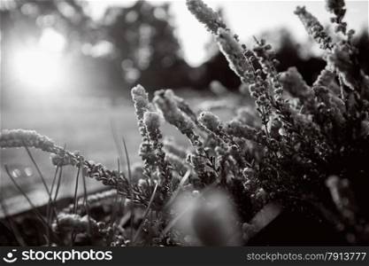 Black and white photo of beautiful lavender field at sunset