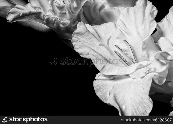 Black and white photo of gladiolus closeup