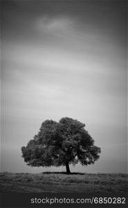 Black and white photo of lonely tree at the hill over sky