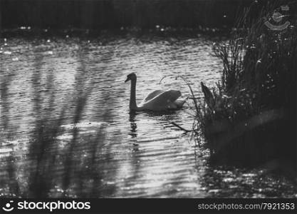 Black and white photo of swan swimming on lake