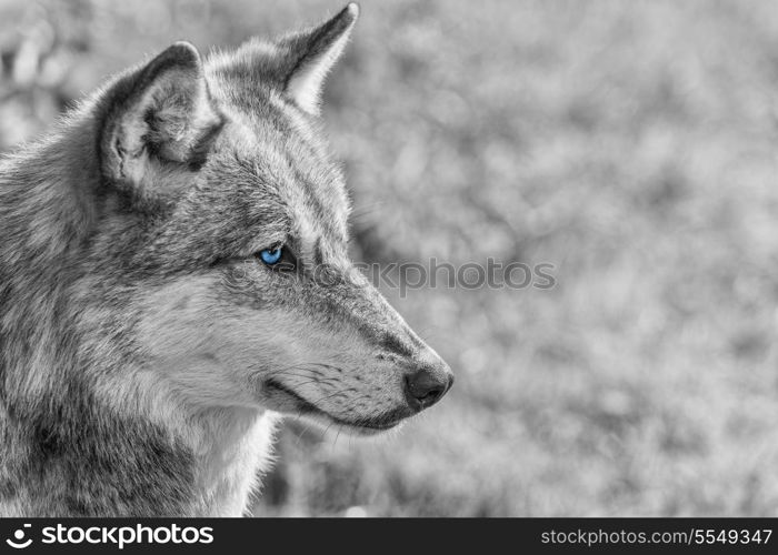 Black and white photograph of North American Gray Wolf, Canis Lupus, with blue eyes