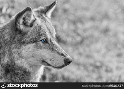 Black and white photograph of North American Gray Wolf, Canis Lupus, with blue eyes