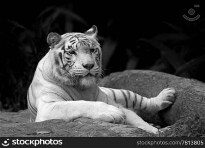 Black and white picture of a White tiger in a tropical forest