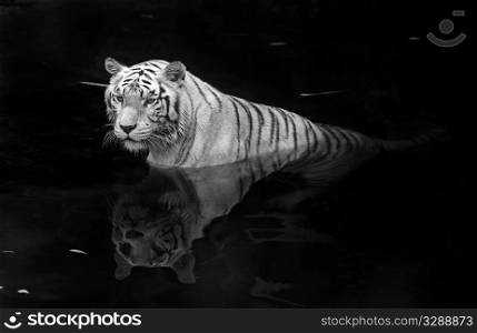 Black and white picture of a white tiger standing in water