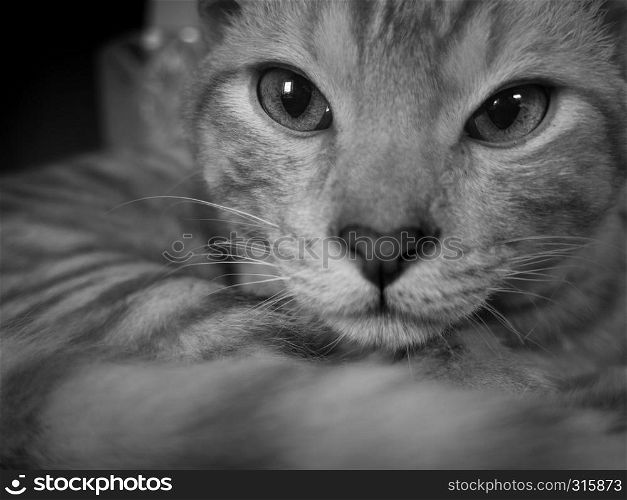 Black and white portrait of a kitten