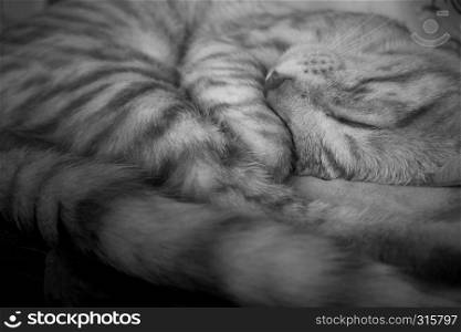 Black and white portrait of a sleeping kitten