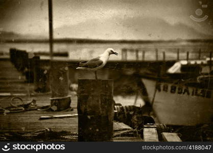 Black and White Retro Picture of Seagull on Pier