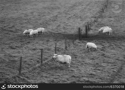 black and white Sheep grazing in landscape during glowing Winter sunrise