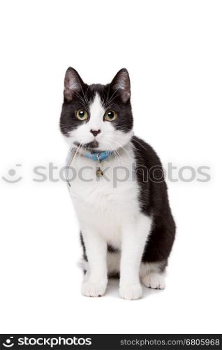 black and white short haired cat. black and white short haired cat in front of a white background