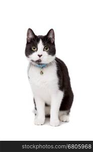 black and white short haired cat. black and white short haired cat in front of a white background