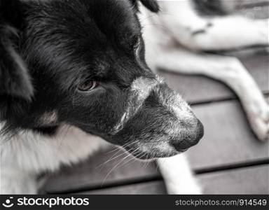 Black and white short-haired dog lying on wooden ground in the park.