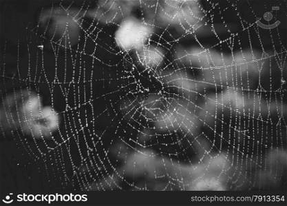 Black and white shot of big spider web with dew