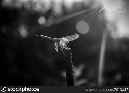 Black and white shot of dragonfly sitting on branch. Photo with lens flare