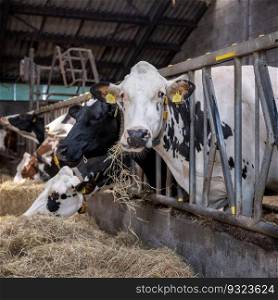 black and white spotted cows feed on hay inside dutch farm in the netherlands