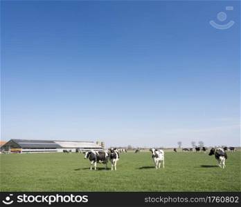 black and white spotted cows in green meadow near farm in dutch province of zeeland under blue sky in spring