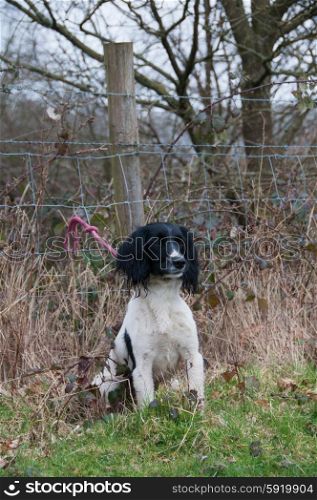 Black and white springer spaniel out shooting