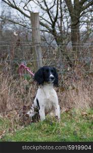 Black and white springer spaniel out shooting