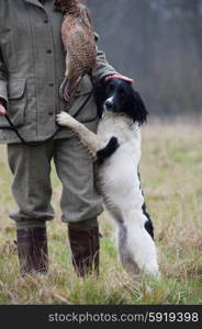 Black and white springer spaniel with master on a shoot