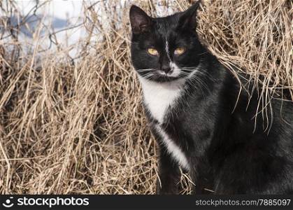 Black and white street cat on dry winter grass background