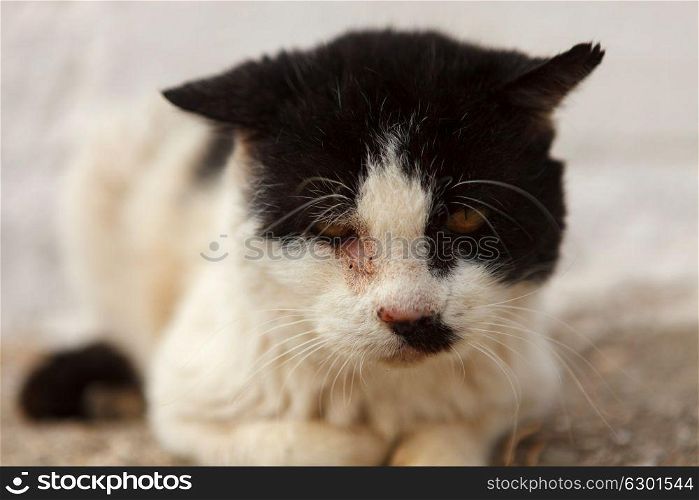 Black and white street cat with a wounded eye