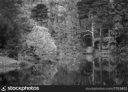 Black and white Stunning Lake District forest landscape of Manesty Park during vibrant Autumn Fall colors scene