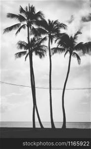 Black and white view of four palm trees crossed by some kind of electric wires hanging. Hawaii, US. Four palm trees aligned and crossed by electric wires in Hawaii, US