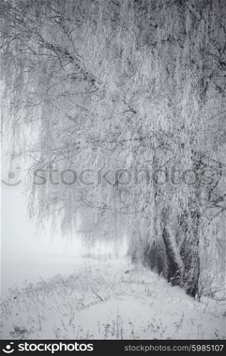 Black and white winter. Birch trees in the fog. Belarus January