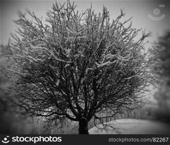 Black and white winter tree