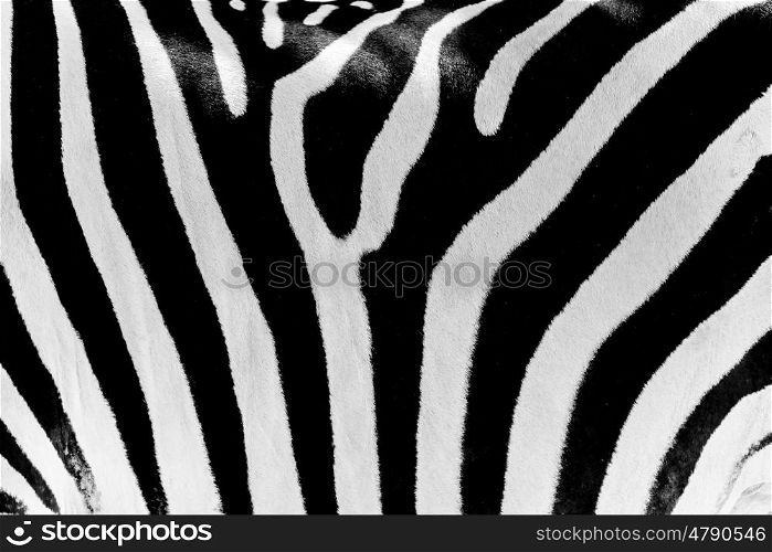 Black And White Zebra Skin Texture