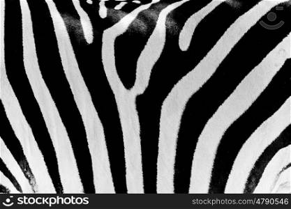 Black And White Zebra Skin Texture