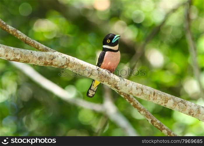 black-and-yellow broadbill (Eurylaimus ochromalus) catch on the branch in nature