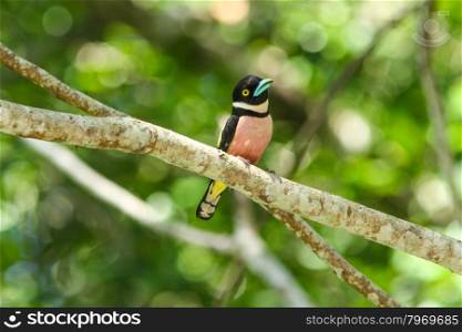 black-and-yellow broadbill (Eurylaimus ochromalus) catch on the branch in nature