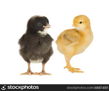 Black and yellow chickens isolated on a white background