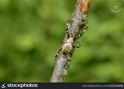 Black and yellow striped spider in a tree branch in Pyrenees