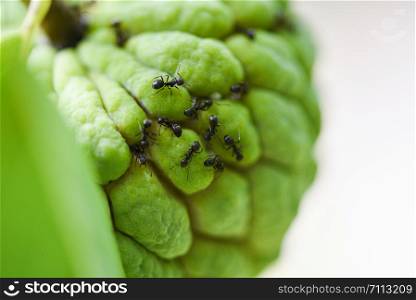 black ant on the sugar apple or custard apple on tree in the garden tropical fruit nature green background / Annona sweetsop