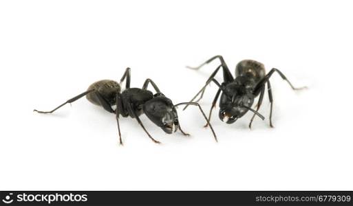 Black Ants white isolated studio shot