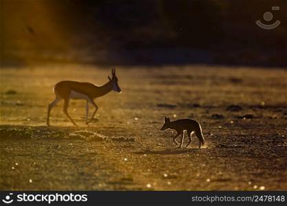 Black backed jackal and Springbok in Kgalagadi transfrontier park, South Africa  specie Canis mesomelas family of canidae and specie Antidorcas marsupialis family of bovidae. Black backed jackal and Springbok in Kgalagadi transfrontier park, South Africa