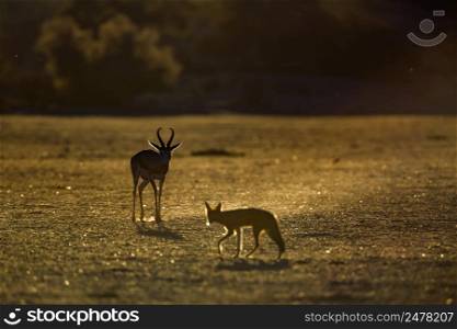 Black backed jackal and Springbok in Kgalagadi transfrontier park, South Africa; specie Canis mesomelas family of canidae and specie Antidorcas marsupialis family of bovidae. Black backed jackal and Springbok in Kgalagadi transfrontier park, South Africa