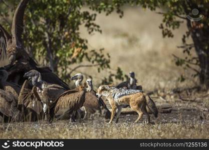 Black backed jackal and white-backed vultures in Kruger National park, South Africa ; Specie Canis mesomelas and Gyps africanus. Black-backed jackal and White backed Vulture in Kruger National park, South Africa