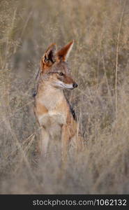 Black Backed Jackal (Canis mesomelas) in Chobe National Park in Botswana, Africa.