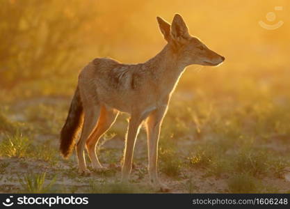 Black-backed jackal  Canis mesomelas  in early morning light, Kalahari desert, South Africa 